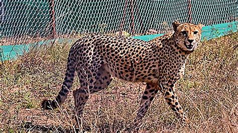 Inadequate Space For Cheetahs In Madhya Pradesh’s Kuno