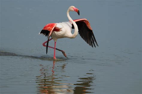 Flamant Rose Phoenicopterus Roseus Parc Naturel R Gional Flickr