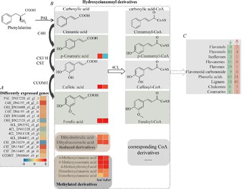 Phenylpropanoid Pathway And Its Branch Metabolites A The Heatmap Of