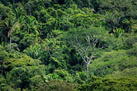 Variety Of Tall Trees In Tropical Rainforest Jungle Stock Photo Image