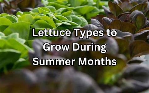 Lettuce - Simplify Gardening