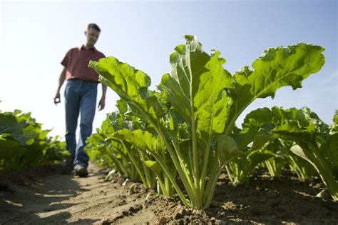 Свекла сахарная: посев, выращивание и уход - AgroBiz блог