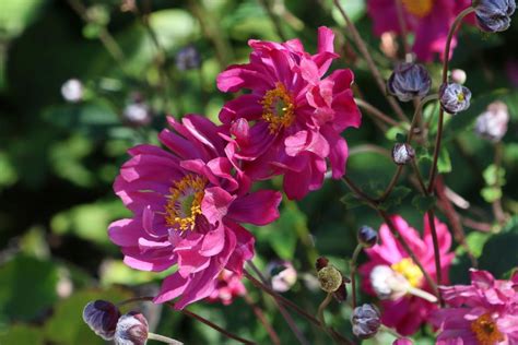 Japan Herbst Anemone Prinz Heinrich Beste Sorten And Stauden Wissen