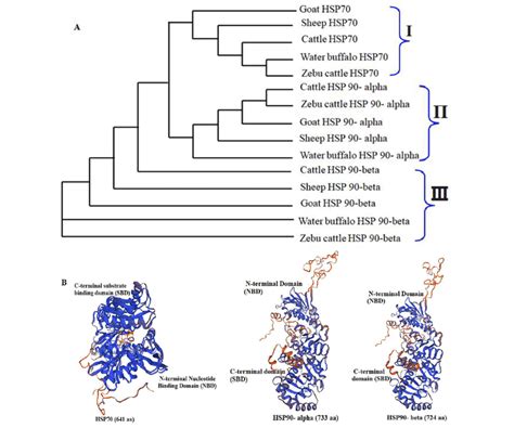 Phylogenetic Tree And Modeled D Structures Of Heat Shock Proteins Of