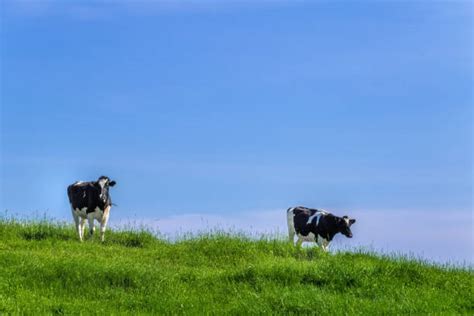 1300点を超える北海道 牧場のストックフォト、写真、そしてロイヤリティフリーの画像 Istock