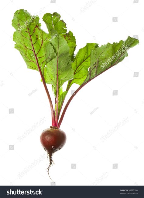 One Single Beet Beetroot Table Beet Close Up Isolated On White