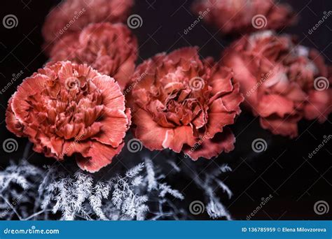 Vintage Brown Carnations On Black Background Stock Image Image Of