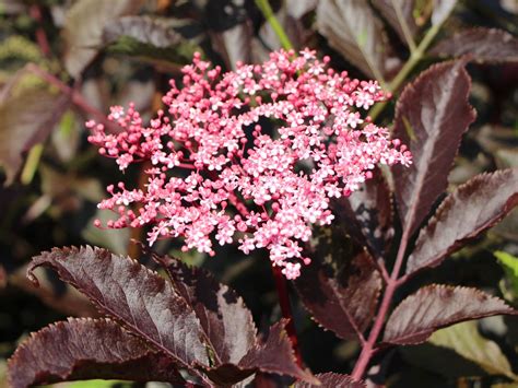 Fliederbeere Duftholunder Thundercloud ® Sambucus Nigra