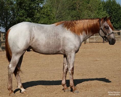 Stunning True Roan Horse with Unique Markings