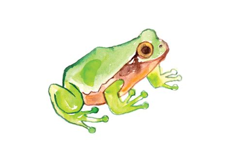 Download Watercolor Frog SVG File - Best Free SVG Cut Files