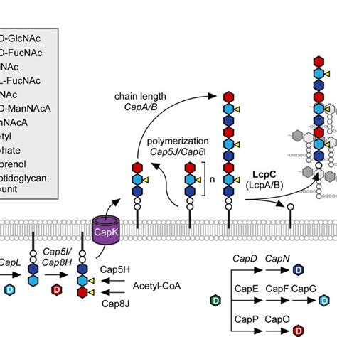 Purification Of Staphylococcal Type 5 Capsular Polysaccharide A