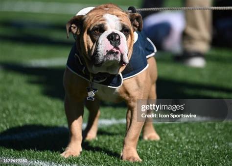 Yale Mascot Photos and Premium High Res Pictures - Getty Images