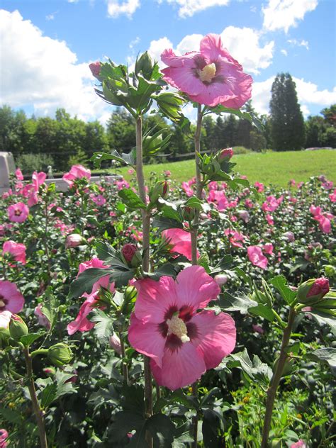 Hibiscus Syriacus Aphrodite Aphrodite Rose Of Sharon Regular Editor