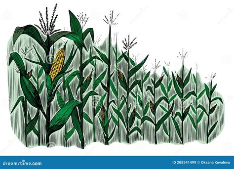 Fabulous Tips About How To Draw A Cornfield Welfareburn20