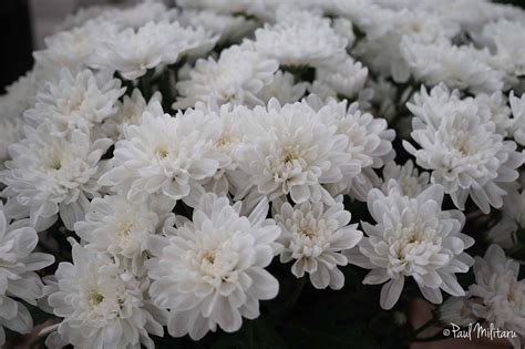 White Chrysanthemums White Chrysanthemum Chrysanthemum Flower Aesthetic