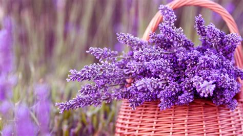 Ughhhhh Local Nerd Gay As H E C K