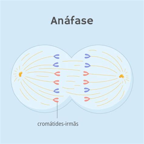 Mitose O Que é Qual A Função Fases Como Ocorre Biologia Net