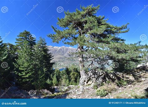 Corsican Laricio Pine Tree In The Mountain Slope Forested Stock Image