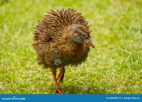 Ferro Endêmico De Weka Da Nova Zelândia Foto de Stock Imagem de