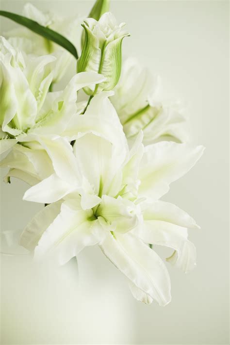 White Lily Wallpapers - 4k, HD White Lily Backgrounds on WallpaperBat