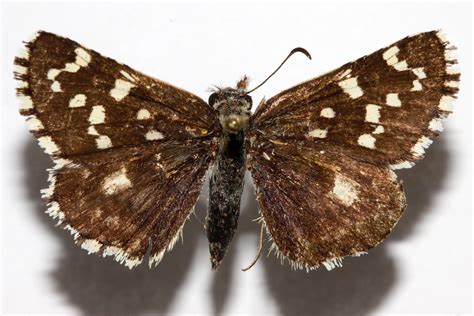 Pyrgus B Bocchoris Pinned Specimens