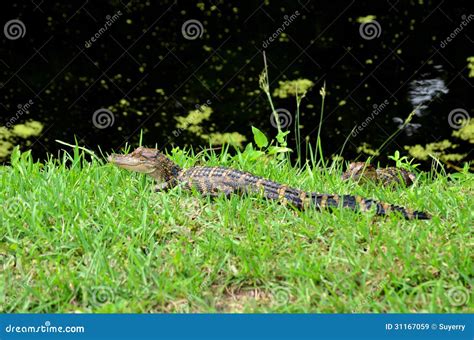 American Baby Alligators Lying In The Grass Stock Image Image Of