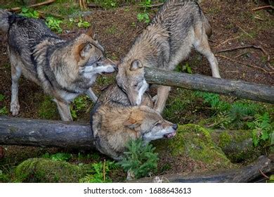 Hierarchy Pack Wolves Canis Lupus Stock Photo 1688643613 | Shutterstock