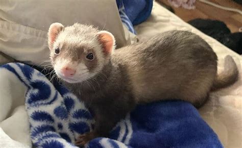 Top 500+ Ferret Names (Cute, Funny, & Cool Names)