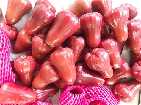 suspension  wax apple shipment isolated case taipei times