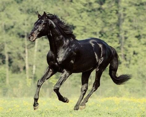 Orlov Trotter Horse - gallop to discover