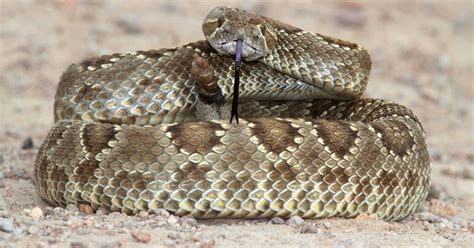 Man airlifted out of Adelanto after Mojave Green Rattlesnake bite ...