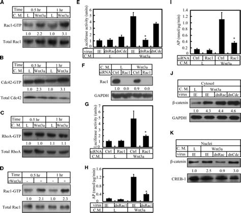 Rac Activation Controls Nuclear Localization Of Catenin During