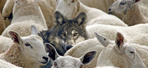 On Sheep and Wolves – The Risk-Monger