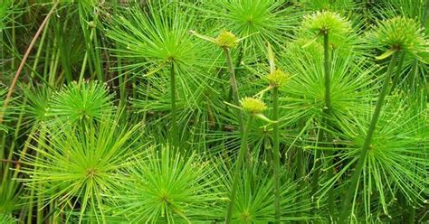 Cyperus Papyrus Nana Rio De Janeiro Pinterest Cyperus Papyrus