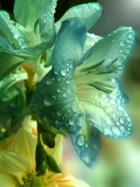 Raindrops | Exotic flowers, Beautiful flowers, Amazing flowers