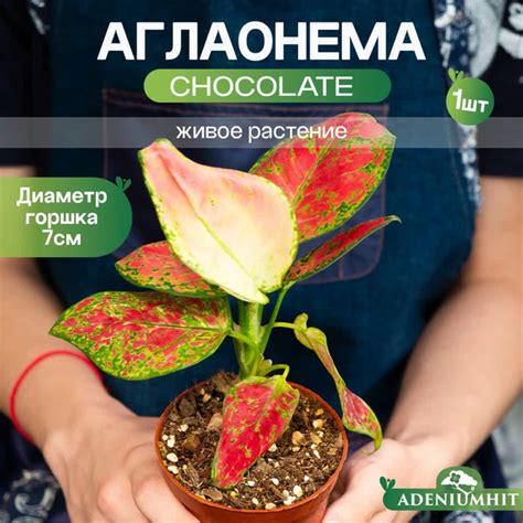 Аглаонема ADENIUMHIT Chocolate, 7 дм - купить по выгодной цене в ...