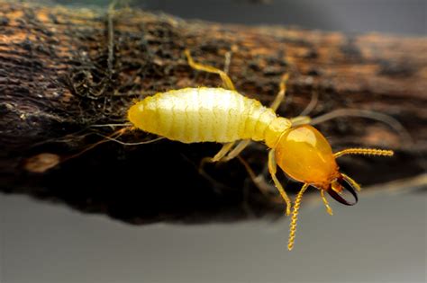 Termite Holes Everything You Need To Know About Them