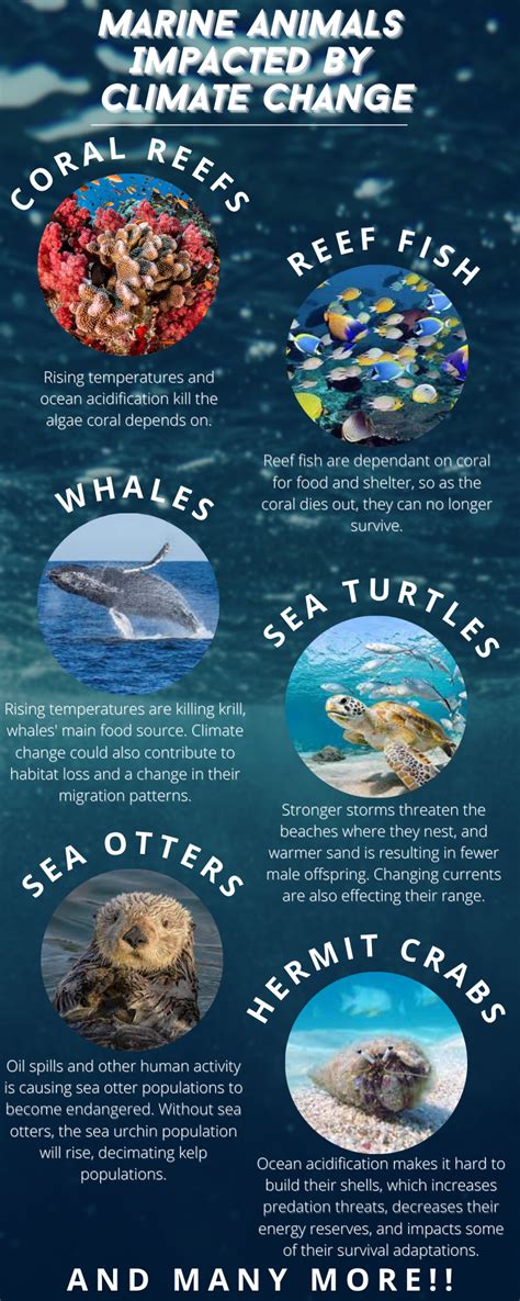 Marine Animals Impacted by Climate Change – Core Pathways