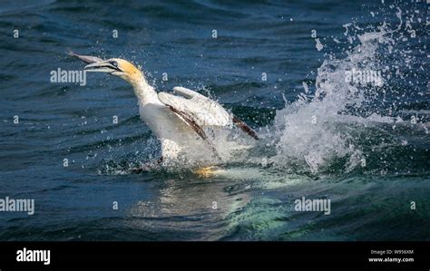 Northern gannet diving fish hi-res stock photography and images - Alamy