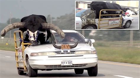 Man Pulled Over For Driving With Massive Bull Named Howdy Doody Riding