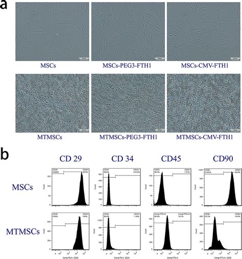 Cell Morphology And Surface Antigens Before And After Malignant