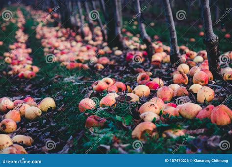 Apple Orchard In Autumn Winter Season Many Rotten Old Apples On The