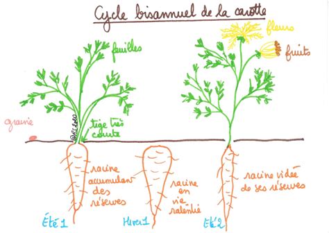 Le devenir des produits de la photosynthèse