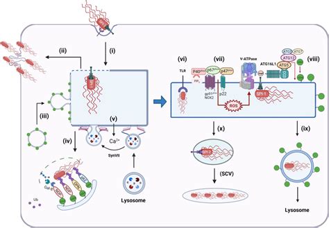 Control Of Infection By Lc Associated Phagocytosis Casm And