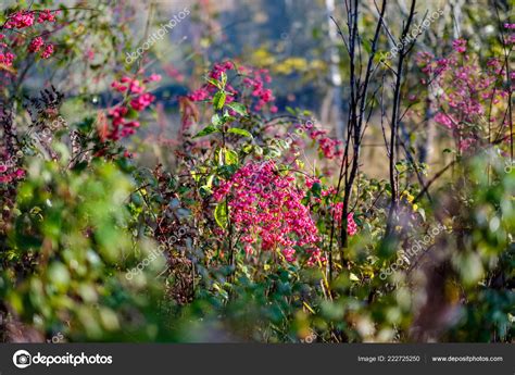 Naked Autumn Trees Few Red Leaves Green Blur Background Fall Stock Photo By Martinsvanags 222725250