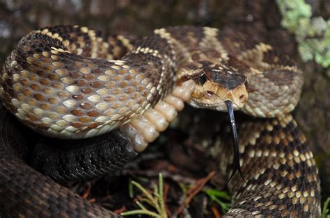 Crotalus Molossus Ricardo Ramírez Flickr