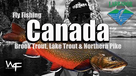 W4f Fly Fishing Labrador Brook Trout At Northern Lights Fishing