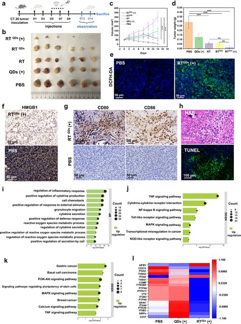 In Vivo Therapy Of Rtqds In Ct26 Tumor Bearing Mice A Timeline For