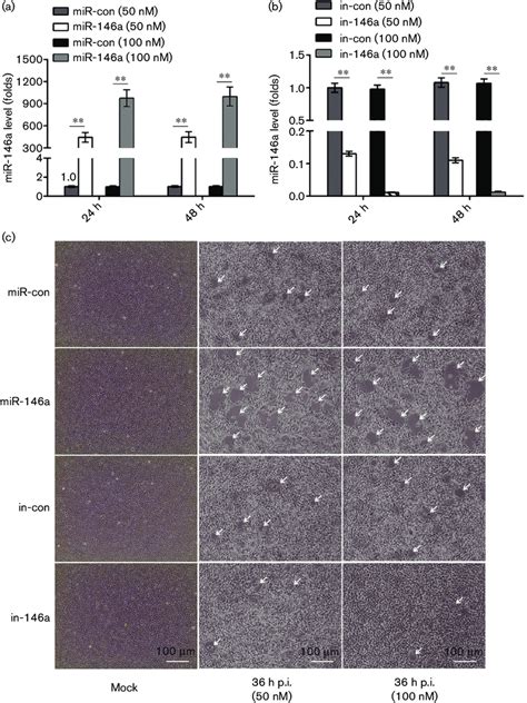 Mir 146a Affects The Severity Of The Cpe Induced By Sgiv Infection In