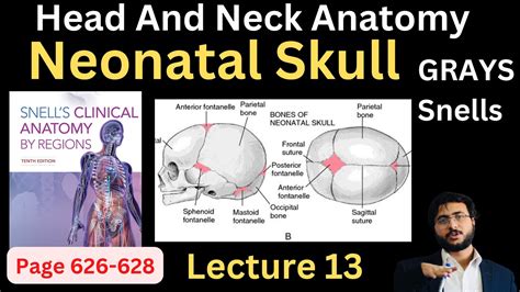 Neonatal Skull Fontanelle Head And Neck Anatomy